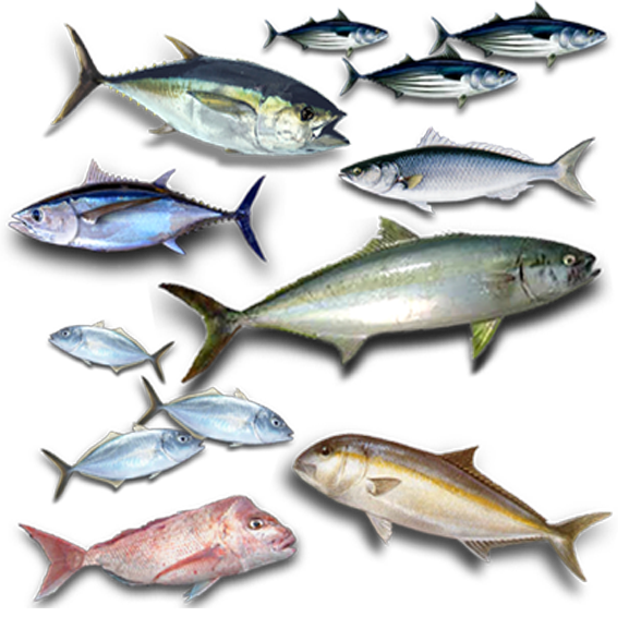 Game Fishing Club of South Australia